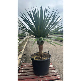 Dracaena Draco Dragon Tree 110Lt Pot Default Type