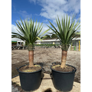 Dracaena draco Dragon Tree 110Lt pot Default type