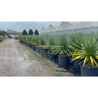 Dracaena Draco Dragon Tree 110Lt Pot Default Type