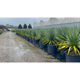 Dracaena Draco Dragon Tree 110Lt Pot Default Type