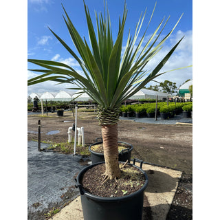 Dracaena draco Dragon Tree 110Lt pot Default type