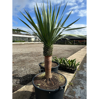 Dracaena draco Dragon Tree 110Lt pot Default type