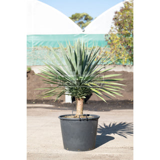 Dracaena Draco Dragon Tree 110Lt Pot Default Type