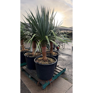 Dracaena draco Dragon Tree 110Lt pot - Default type
