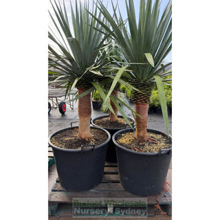 Dracaena draco Dragon Tree 110Lt pot - Default type
