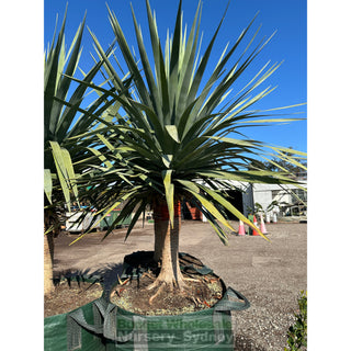 Dracaena Draco Dragon Tree 200L Bag Default Type