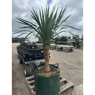 Dracaena Draco Dragon Tree 200L Bag Default Type