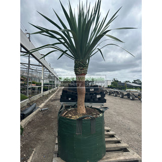 Dracaena Draco Dragon Tree 200L Bag Default Type