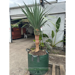 Dracaena Draco Dragon Tree 200L Bag Default Type