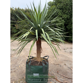 Dracaena draco Dragon Tree 200L bag - Default type