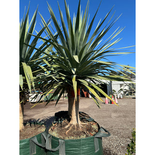 Dracaena Draco Dragon Tree 200L Bag Default Type