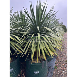 Dracaena draco Dragon Tree 200L bag Default type