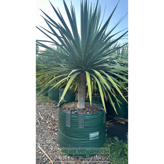 Dracaena Draco Dragon Tree 200L Bag Default Type