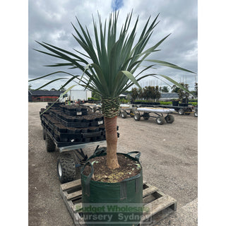 Dracaena Draco Dragon Tree 200L Bag Default Type