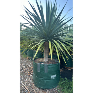 Dracaena Draco Dragon Tree 200L Bag Default Type