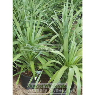 Dracaena Draco (Dragon Tree) 200Mm Default Type