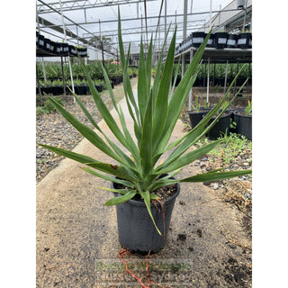 Dracaena Draco (Dragon Tree) 200Mm Default Type