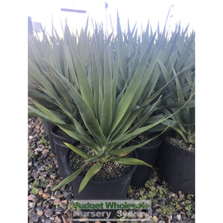 Dracaena Draco (Dragon Tree) 200Mm Default Type