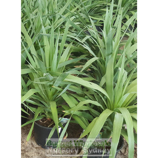 Dracaena Draco (Dragon Tree) 200Mm Default Type