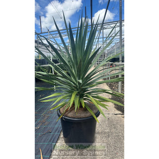 Dracaena Draco Dragon Tree 400Mm / 45L Pot Default Type