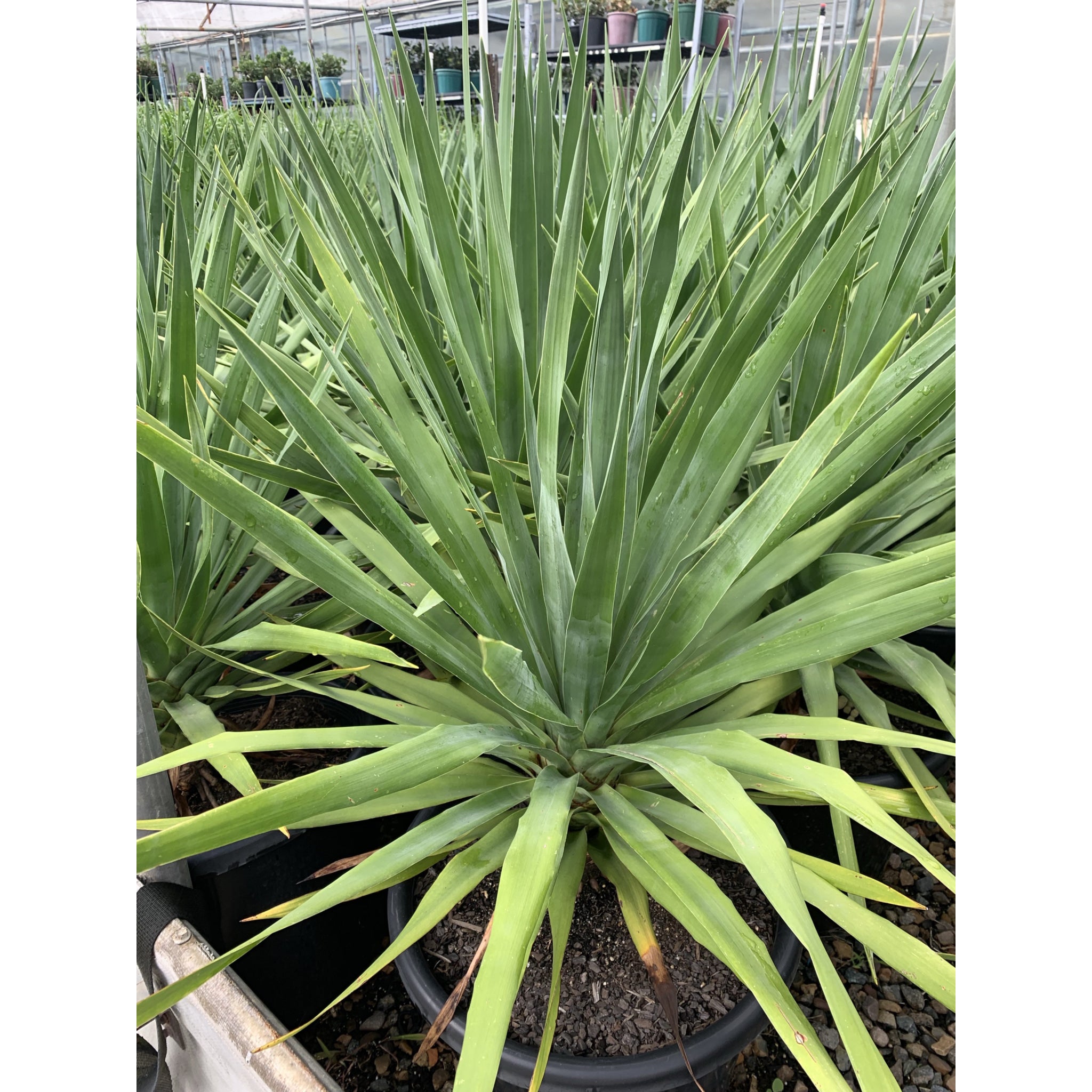 Dracaena draco Dragon Tree 400mm / 45L pot – BUDGET WHOLESALE