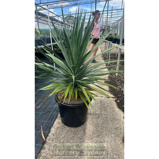 Dracaena Draco Dragon Tree 400Mm / 45L Pot Default Type