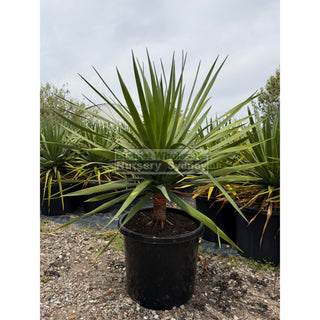 Dracaena draco Dragon Tree 500mm pot Default type