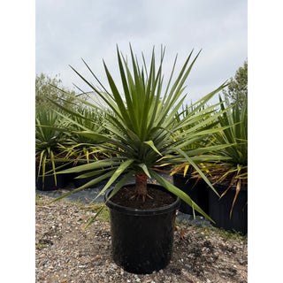 Dracaena draco Dragon Tree 500mm pot Default type