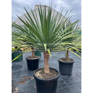 Dracaena Draco Dragon Tree 500Mm Pot Default Type