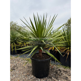 Dracaena draco Dragon Tree 500mm pot Default type