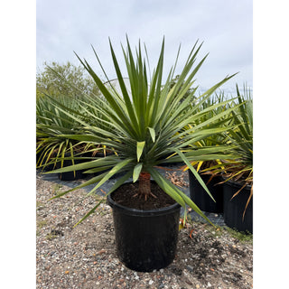 Dracaena draco Dragon Tree 500mm pot Default type