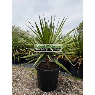 Dracaena draco Dragon Tree 500mm pot Default type