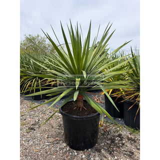 Dracaena draco Dragon Tree 500mm pot Default type