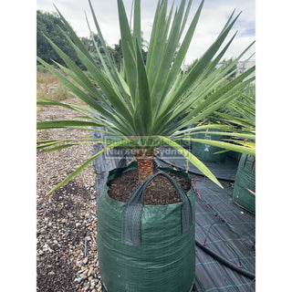 Dracaena Draco Dragon Tree 500Mm / 75L Bag Default Type