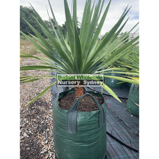 Dracaena Draco Dragon Tree 500Mm / 75L Bag Default Type
