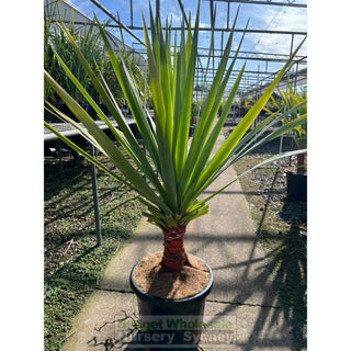 Dracaena Draco (Dragon Tree) Large 300Mm Default Type