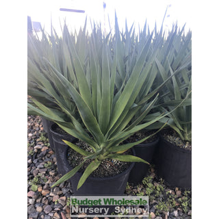 Dracaena Draco (Dragon Tree) Large 300Mm Default Type