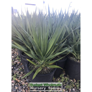 Dracaena Draco (Dragon Tree) Large 300Mm Default Type