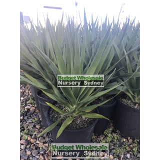 Dracaena Draco (Dragon Tree) Large 300Mm Default Type