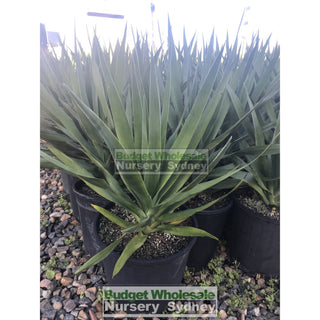 Dracaena Draco (Dragon Tree) Large 300Mm Default Type