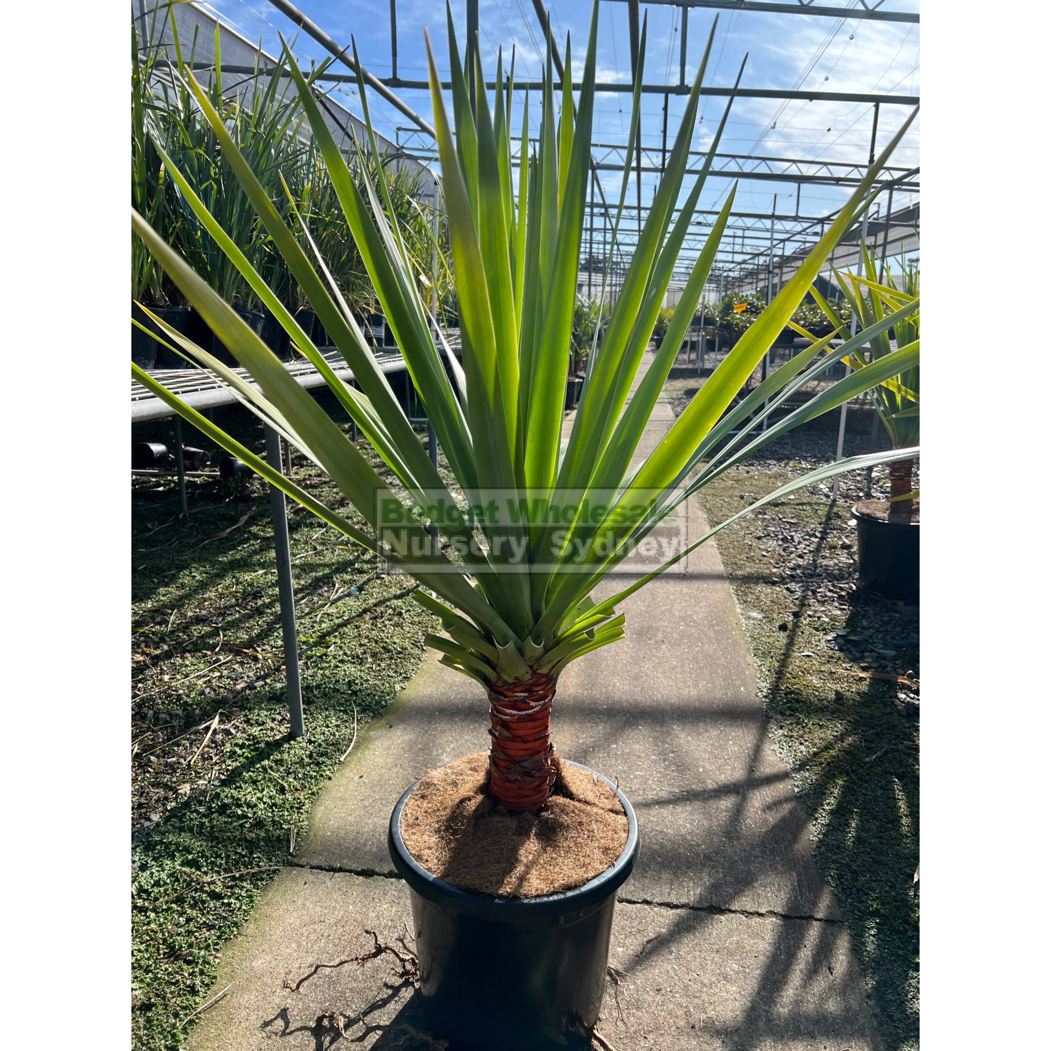 dragon tree dracaena draco Dracaena draco (Dragon Tree) Large 300mm – BUDGET WHOLESALE NURSERY SYDNEY