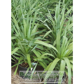 Dracaena Draco (Dragon Tree) Large 300Mm Default Type