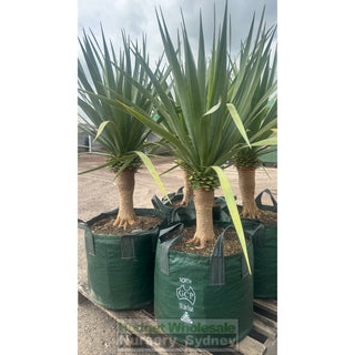 Dracaena Draco Dragon Tree Xxxl 100L Bag Default Type