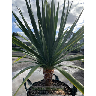 Dracaena Draco Dragon Tree Xxxl 100L Bag Default Type