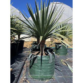 Dracaena Draco Dragon Tree Xxxl 100L Bag Default Type