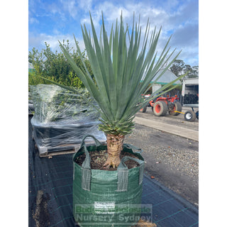 Dracaena Draco Dragon Tree Xxxl 100L Bag Default Type