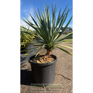 Dracaena draco Short 500mm Pot – Seconds Stock - Default type