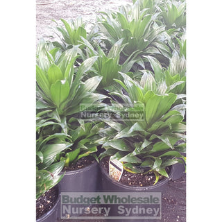 Dracaena Janet Craig Compactum 200Mm Default Type