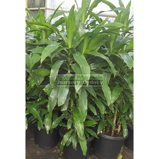 Dracaena Janet Craig Xlarge 300Mm Default Type