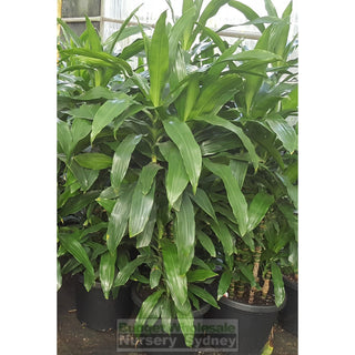 Dracaena Janet Craig Xlarge 300Mm Default Type